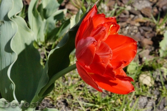 Devostock Tulip Red Bloom Flower 3