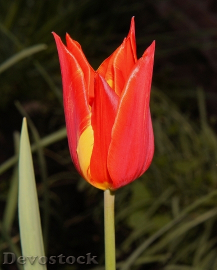 Devostock Tulip Red Flower Blossom 1