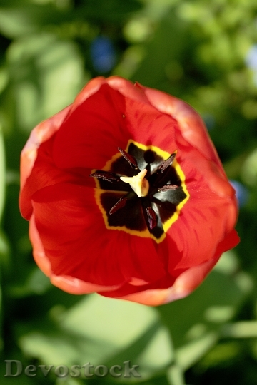 Devostock Tulip Red Flower Close