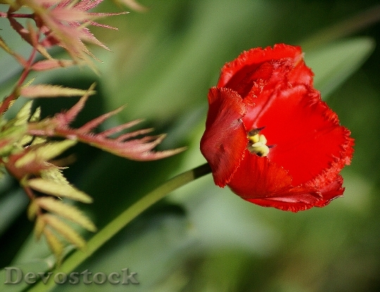Devostock Tulip Red Flower Red 0