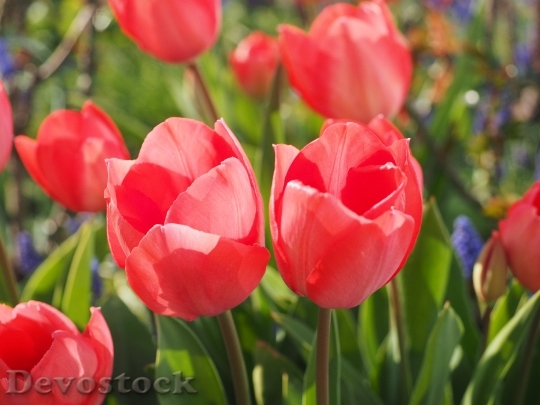 Devostock Tulip Red Flower Spring 0
