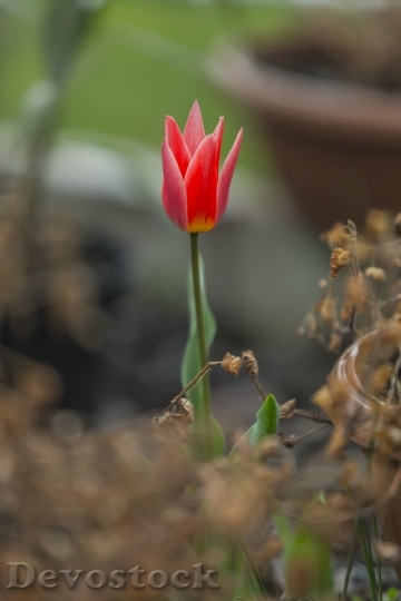 Devostock Tulip Red Flower Spring 9
