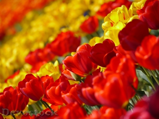 Devostock Tulip Red Huang Flowers
