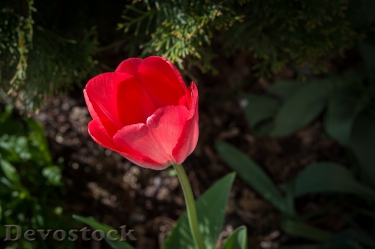 Devostock Tulip Red Red Tulip