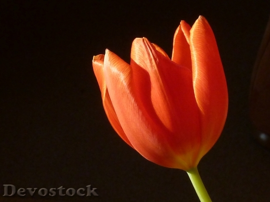 Devostock Tulip Red Spring Blossom