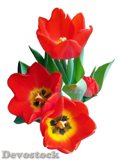 Devostock Tulip Red Spring Flower 0