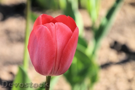 Devostock Tulip Red Spring Flower 6