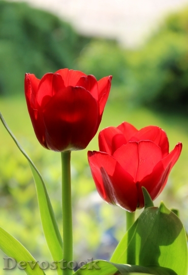 Devostock Tulip Red Spring Flower