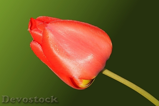 Devostock Tulip Red Spring Nature 0