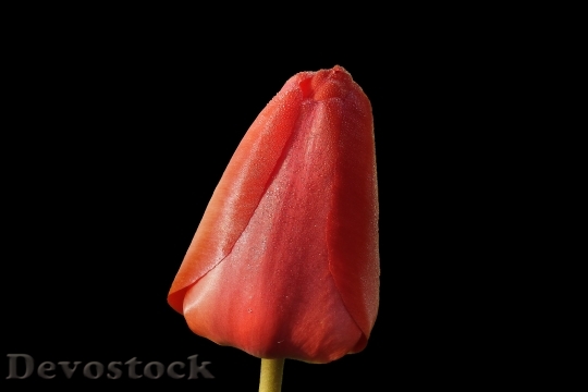 Devostock Tulip Red Spring Nature 1