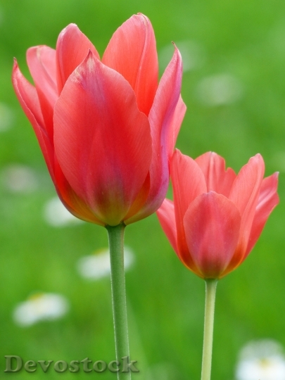 Devostock Tulip Red Tulpenbluete Flower 0
