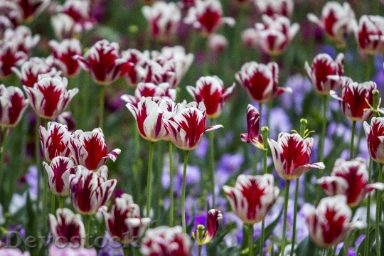 Devostock Tulip Red White Flower