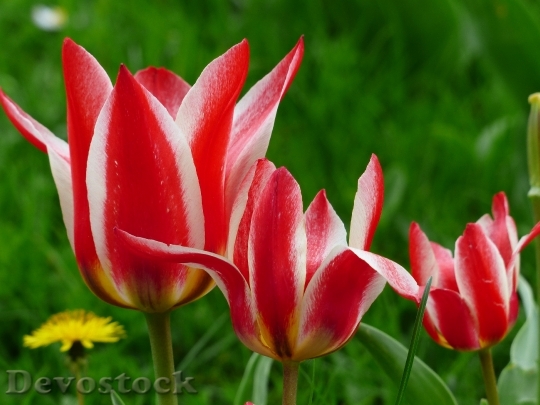 Devostock Tulip Red White Lily