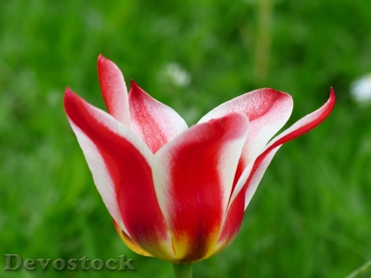 Devostock Tulip Red White Tulpenbluete