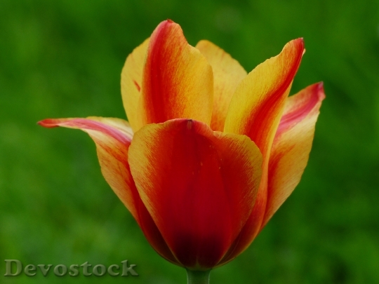 Devostock Tulip Red Yellow Tulpenbluete 0