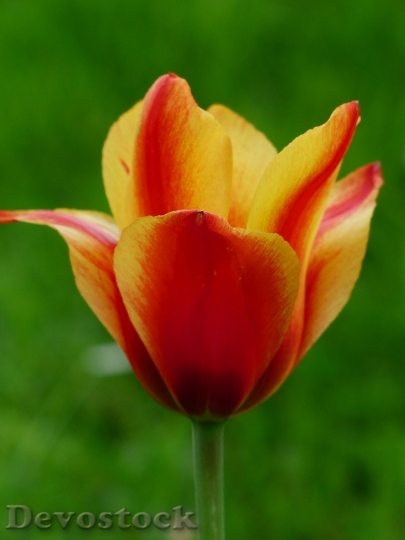 Devostock Tulip Red Yellow Tulpenbluete