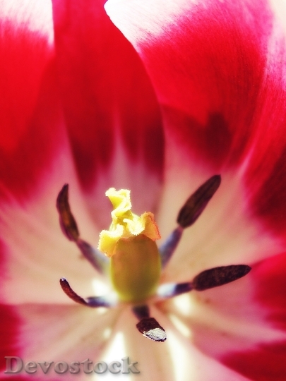 Devostock Tulip Shrub Red Colorful