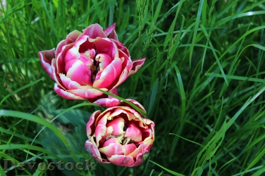 Devostock Tulip Spring Blossom Bloom 2
