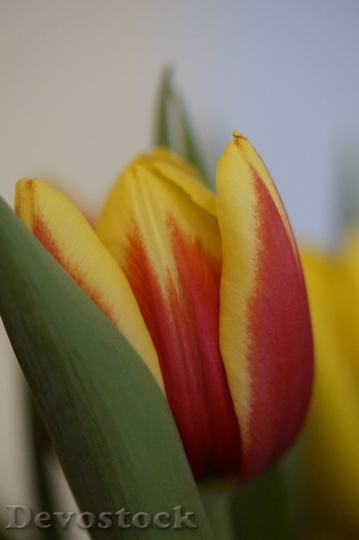 Devostock Tulip Spring Close Flower