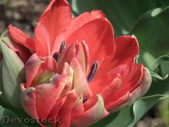 Devostock Tulip Spring Flower Petal