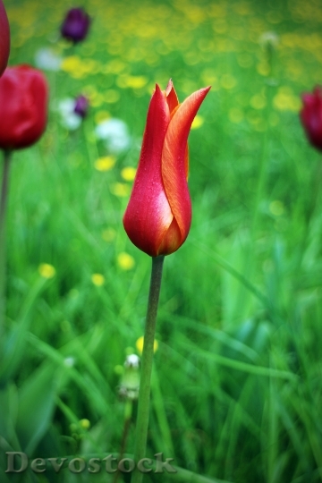 Devostock Tulip Spring Flower Red 0
