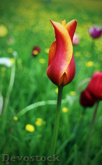 Devostock Tulip Spring Flower Red