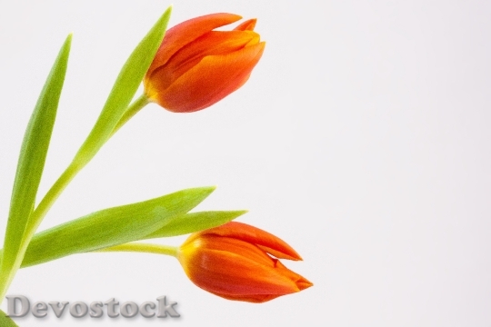 Devostock Tulip Spring Flower Schnittblume
