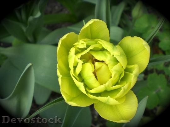 Devostock Tulip Spring Flower Tulips