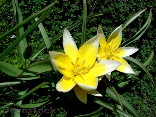 Devostock Tulip Spring Flower Yellow 0