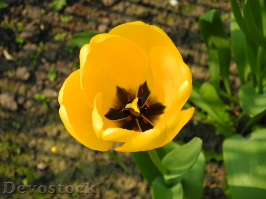 Devostock Tulip Spring Flower Yellow 1