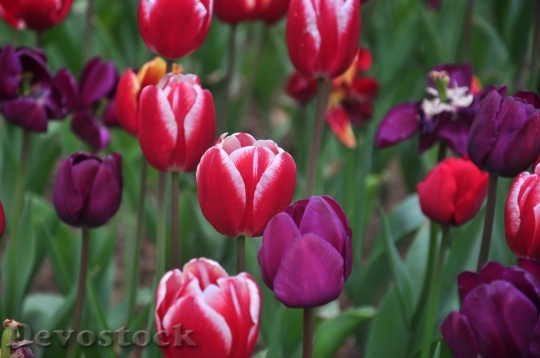 Devostock Tulip Spring Flowers 1276054
