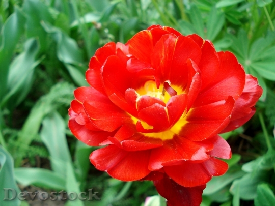 Devostock Tulip Spring Flowers Bloom 0