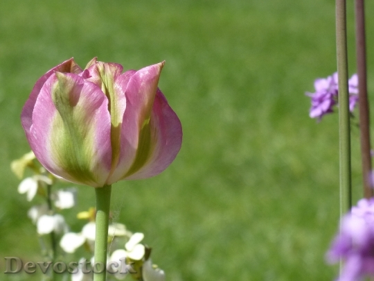 Devostock Tulip Spring Flowers Nature