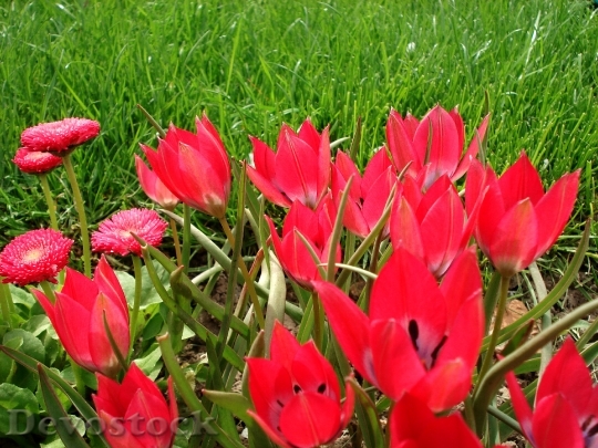 Devostock Tulip Spring Flowers Tulips