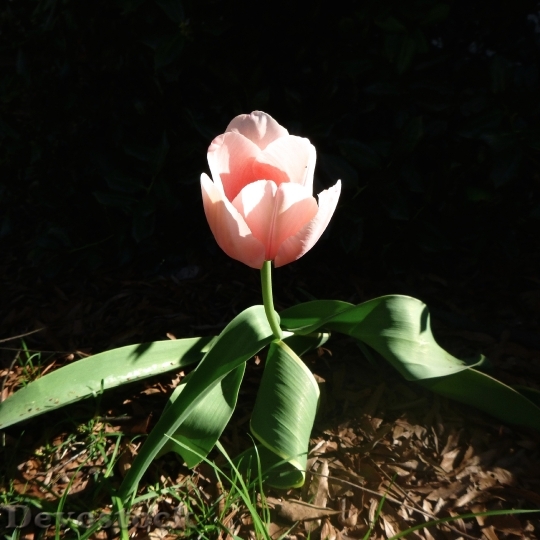 Devostock Tulip Spring Light 718418
