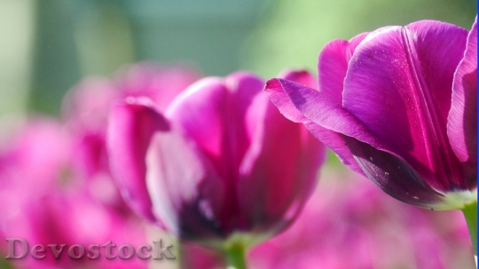 Devostock Tulip Spring Nature 107180