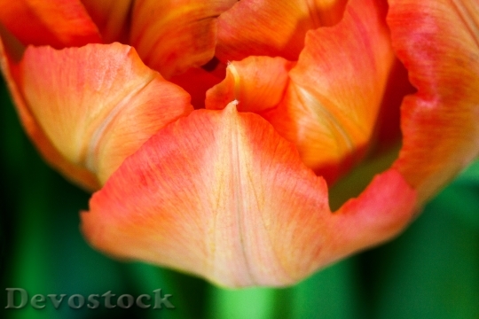 Devostock Tulip Spring Nature Flower