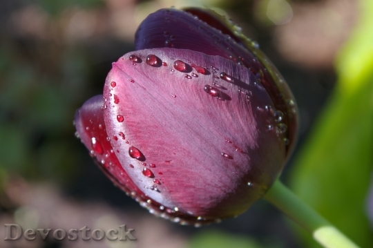 Devostock Tulip Spring Purple Flower
