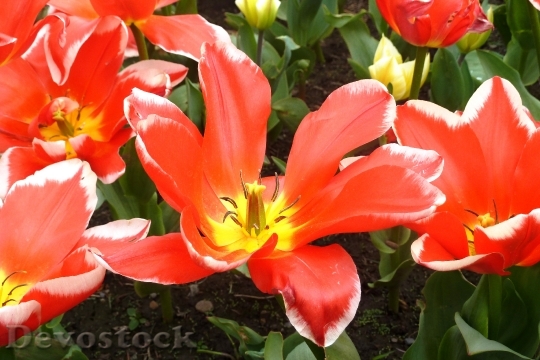 Devostock Tulip Spring Red Blossom