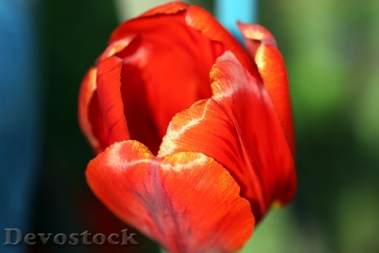 Devostock Tulip Spring Red Figure