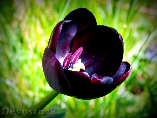 Devostock Tulip Spring Spring Flowers 0