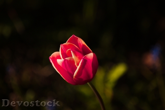 Devostock Tulip Spring Sun Flower