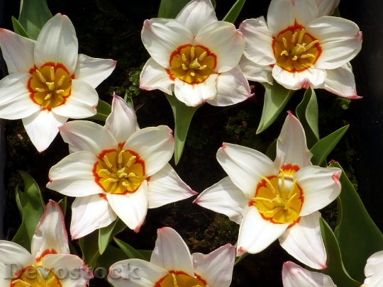 Devostock Tulip Spring White Flower