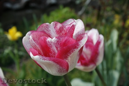 Devostock Tulip Spring White Pink