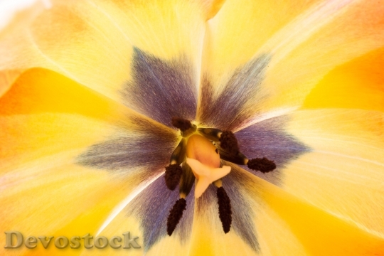 Devostock Tulip Stamp Stamens Lily 3