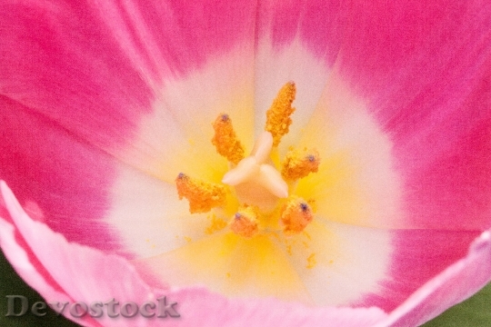 Devostock Tulip Stamp Stamens Lily