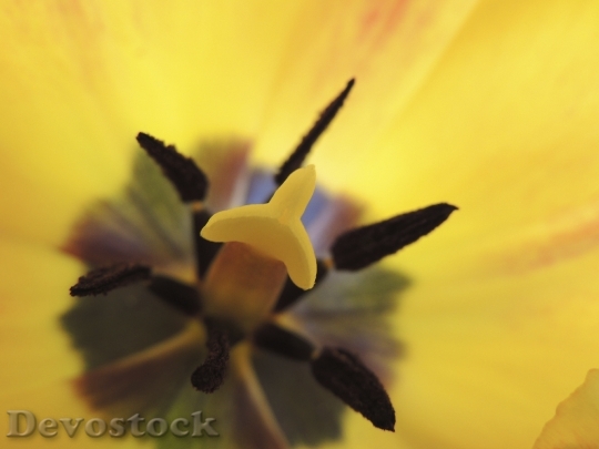 Devostock Tulip Stamp Yellow Flower