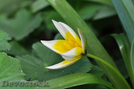 Devostock Tulip Star Tulip Flower 0