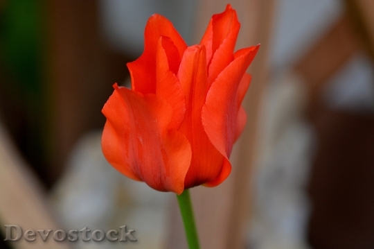 Devostock Tulip Star Tulip Half