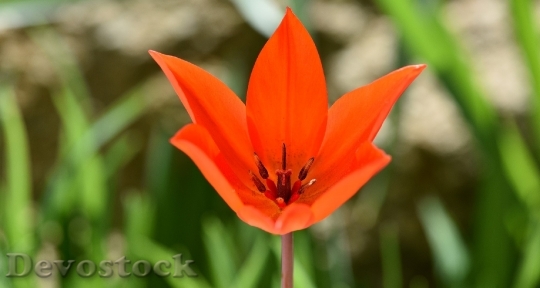 Devostock Tulip Star Tulip Spring